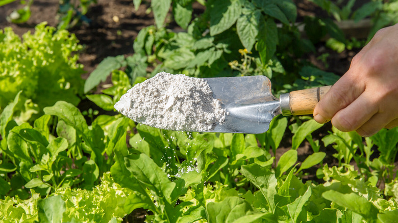 Diatomaceous earth sprinkling from trowel