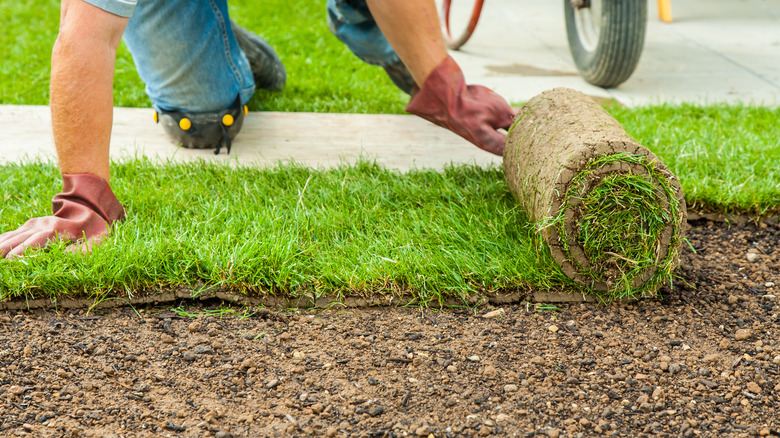 Gardener laying sod