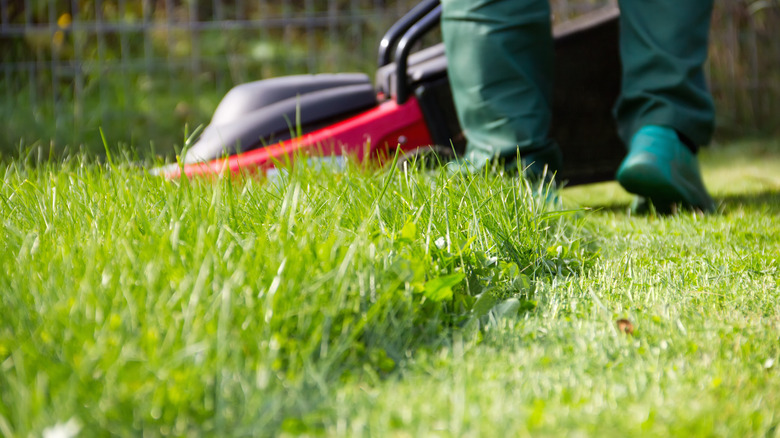 Person mowing a lawn