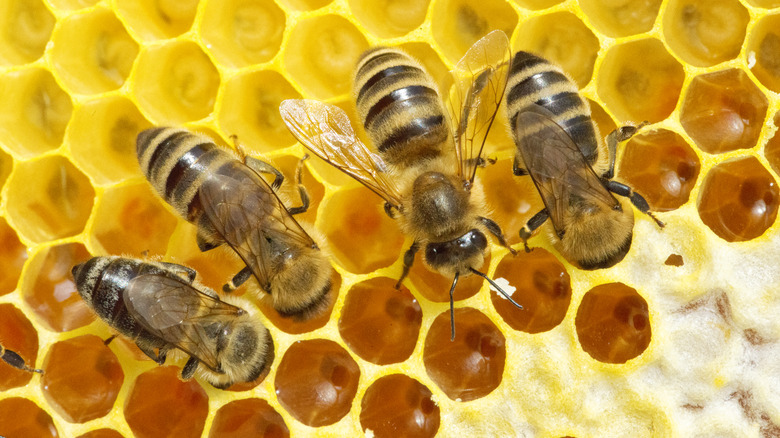 Bees in hive