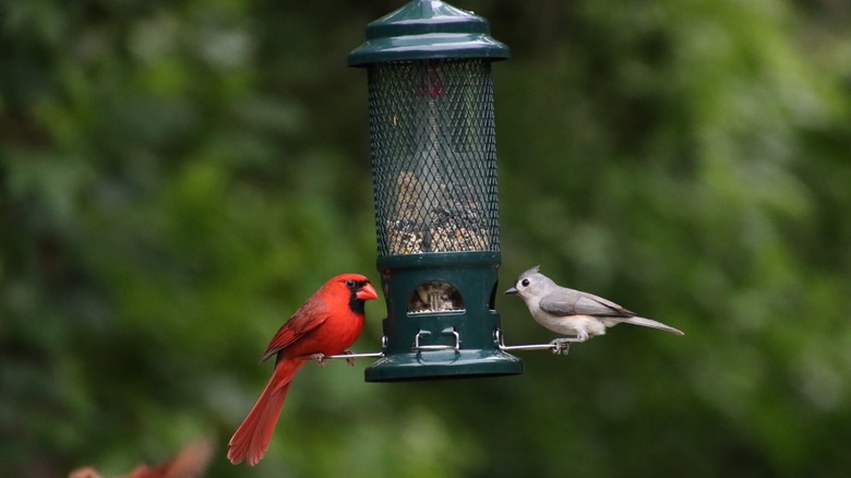 Birds perched on feeder