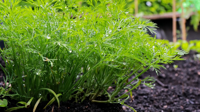 Dill growing in garden