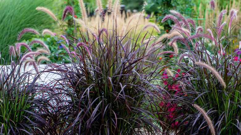 purple fountain grass