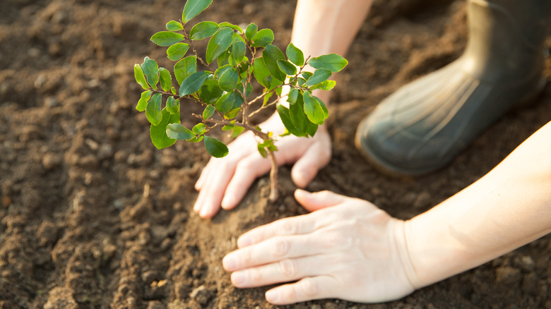 person planting young tree