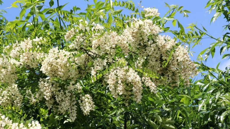 black locust tree covered in flowers