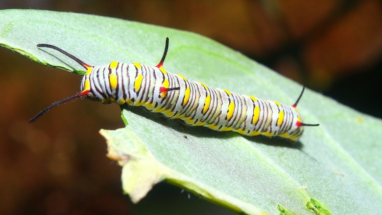 A striped caterpillar crawls on a leaf that has had its edges chewed off