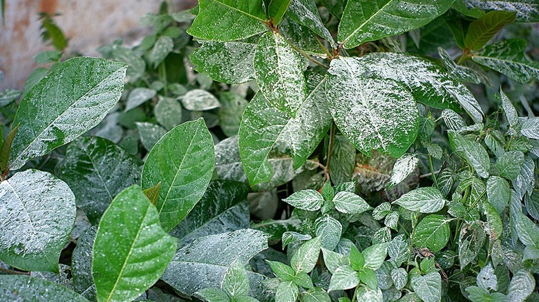 Plants that have been covered in flour dust.