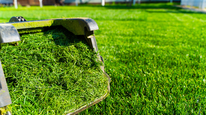 A bag of lawn clippings rests on top of a freshly mowed lawn.