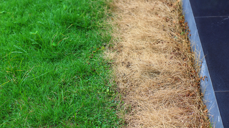 A lawn shows signs of fertilizer burn with a strip of brown turf.
