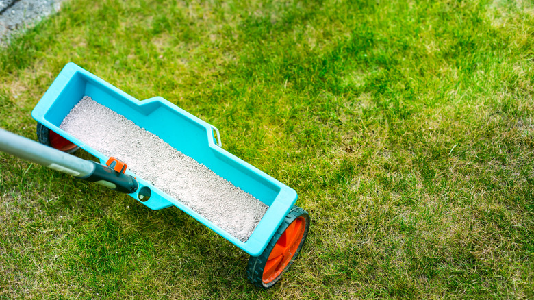 Fertilizer pellets piled inside of a spreader on a lawn.