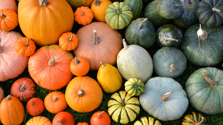Multiple different colored pumpkins 