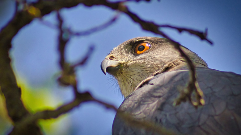 Portrait of Cooper's hawk