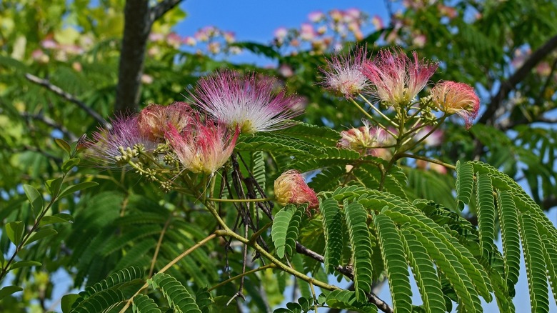 Pink mimosa flowers