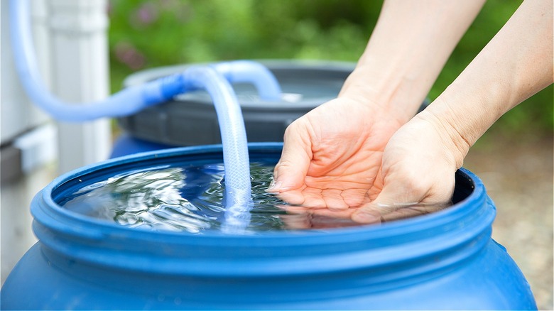 Person dipping hands in barrel