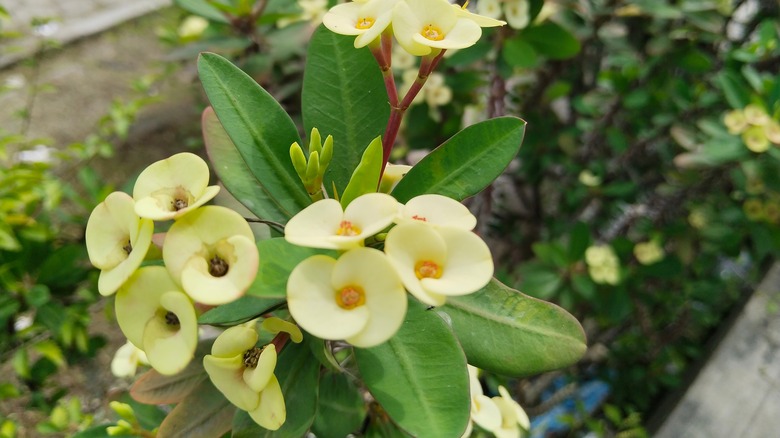 euphorbia plant in garden