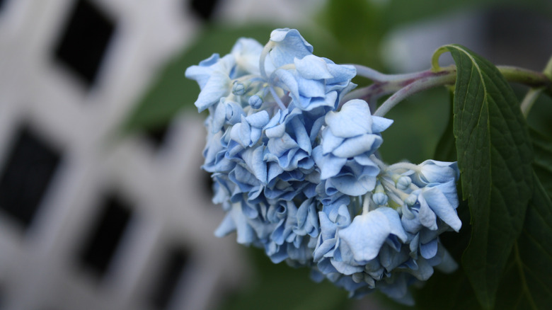 A drooping blue hydrangea flower