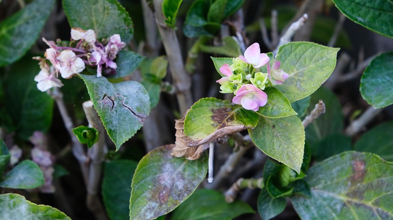 Diseased hydrangea