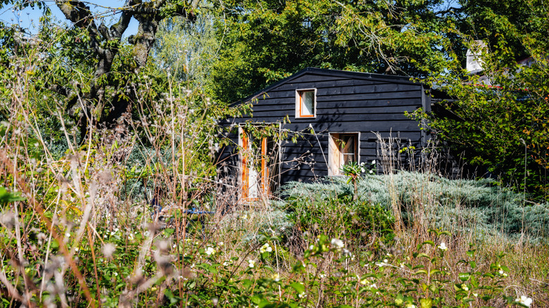 Overgrown garden outside summer house