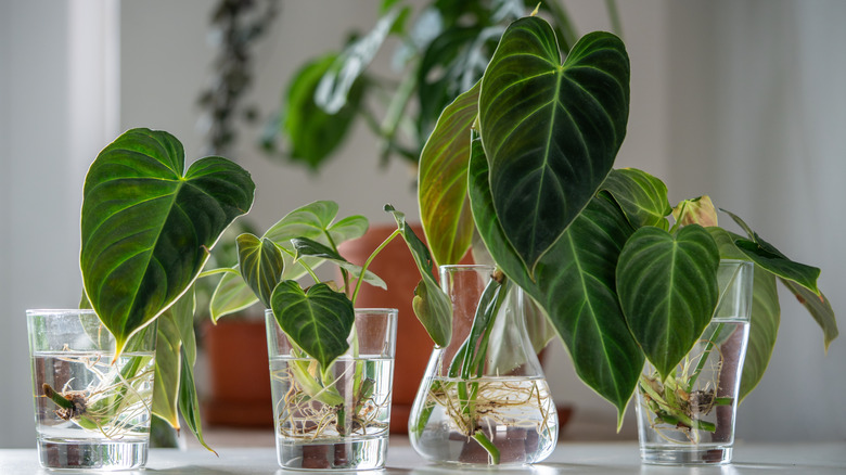 A series of four different plants are being propagated in glasses of water.