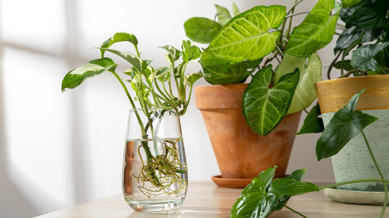 Plants are being propagated in water before getting transferred to terracotta pots.