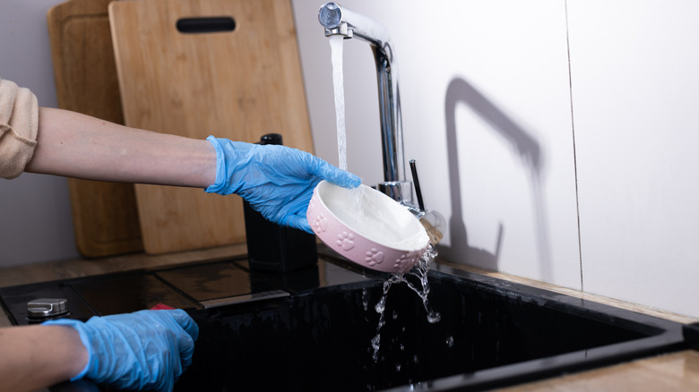 Gloved hands washing a small dog bowl in the sink
