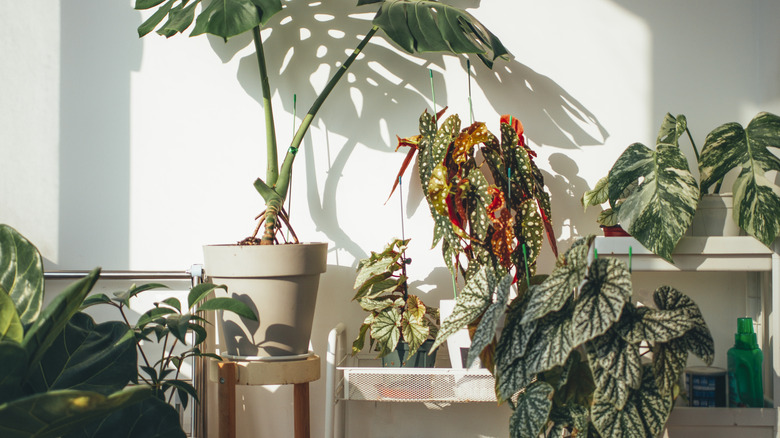 Plants clustered together on shelves.