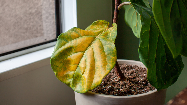 Yellowing fiddleleaf fig tree