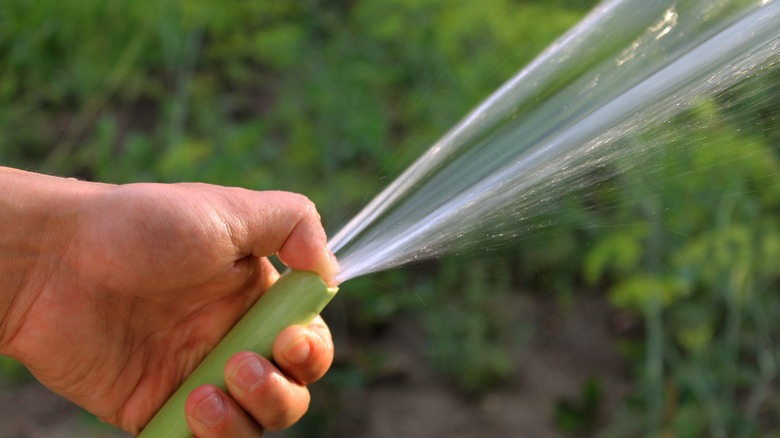 person spraying water 
