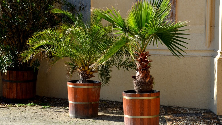 two potted palm trees