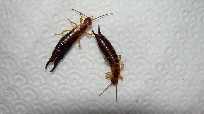 Earwigs on paper towel