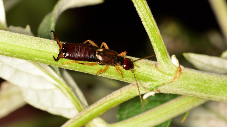 Earwig crawling on plant