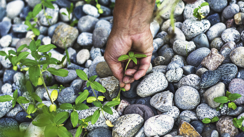 A hand pulls a weed from gravel