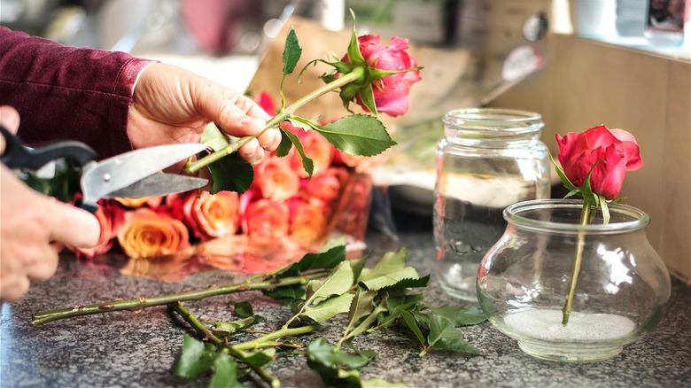 person trimming rose stems