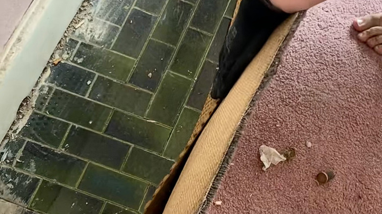 A DIYer pulls back a pink carpet to revel dark green subway tiles.