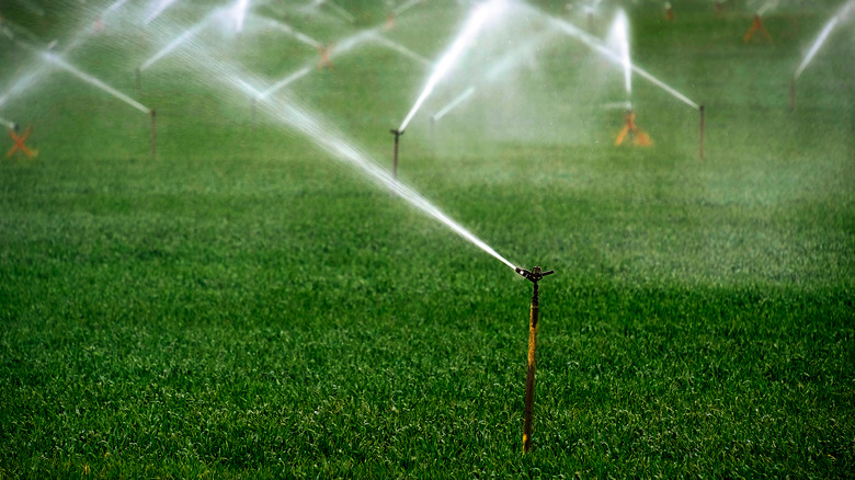 Sprinklers spraying yard