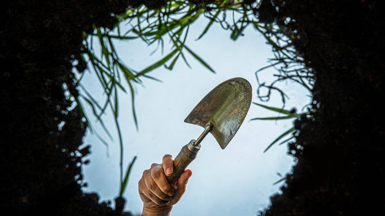 Person's hand holding shovel above small hole in ground