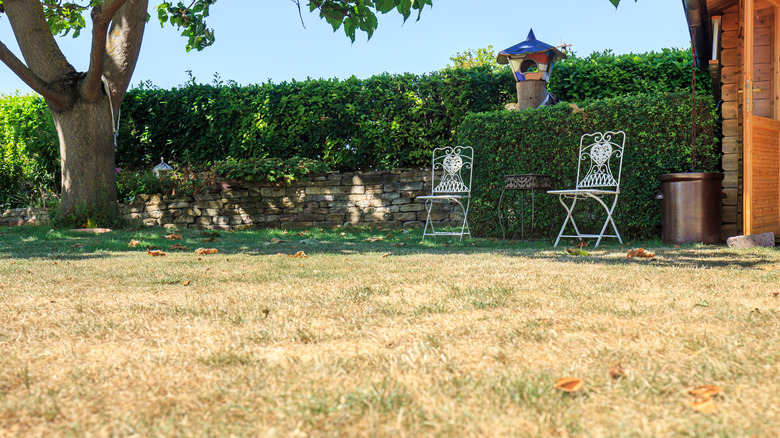 Yard with brown dried lawn