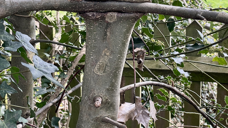 A tree trunk growing around a branch that has crossed over it.