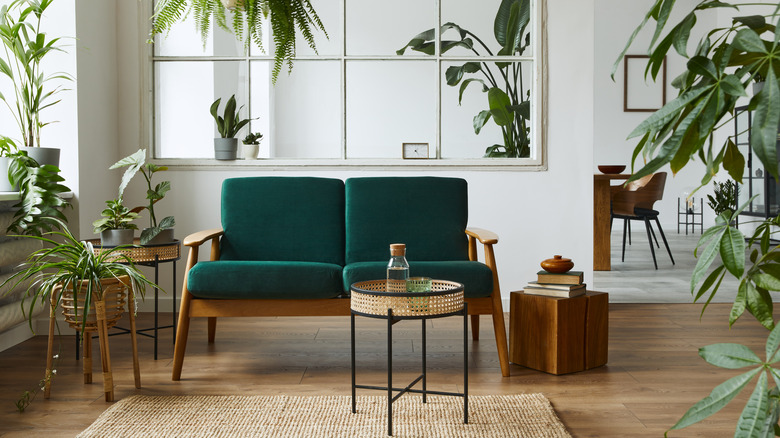 Plants in home