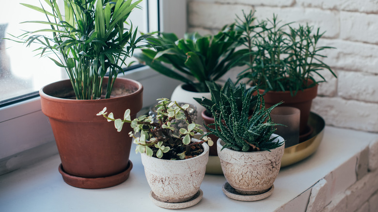 Arrangement of plants
