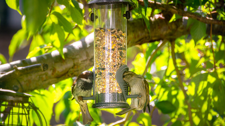 Two birds on bird feeder