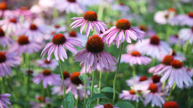 Pale purple coneflowers