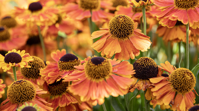 Helenium sneezeweed flowers