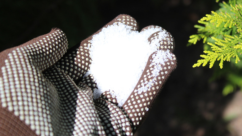 A gloved hand holding epsom salt toward a plant