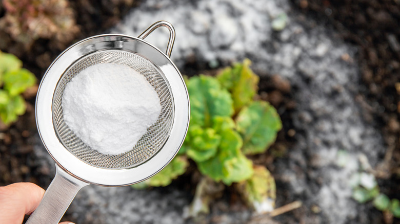 White powder being sprinkled on plants through a colander