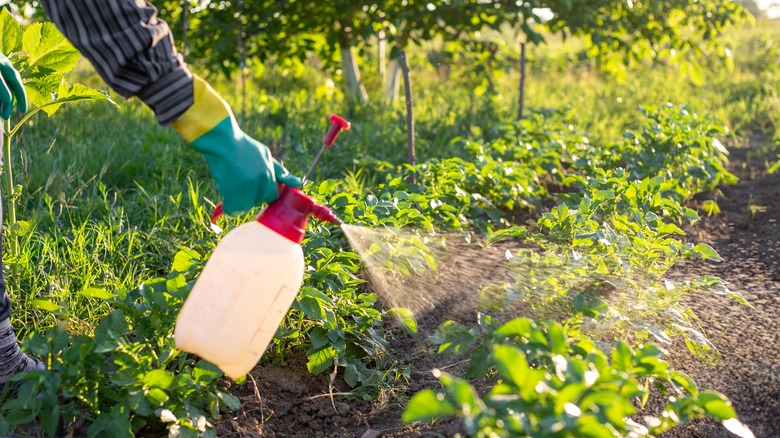 A person spraying pesticide on their plants