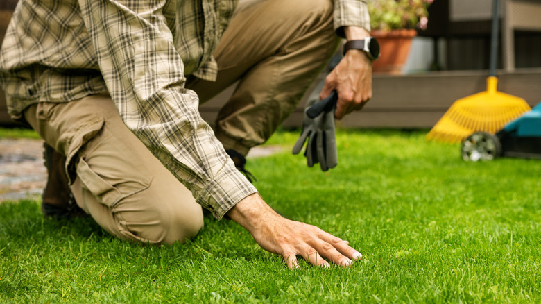 A kneeling man touches the grass of his lawn