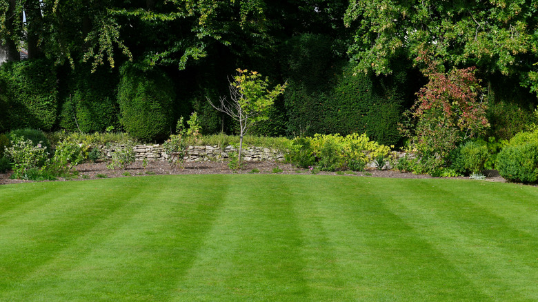 A lush green lawn manicured beautifully with stripes