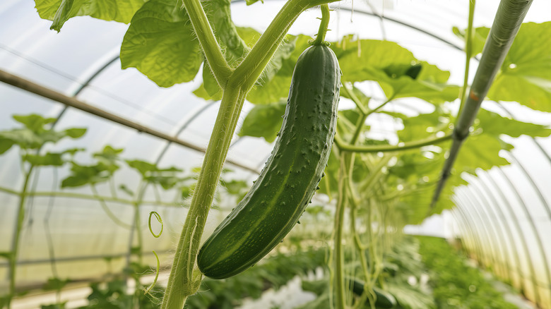 Cucumber vines in a garden
