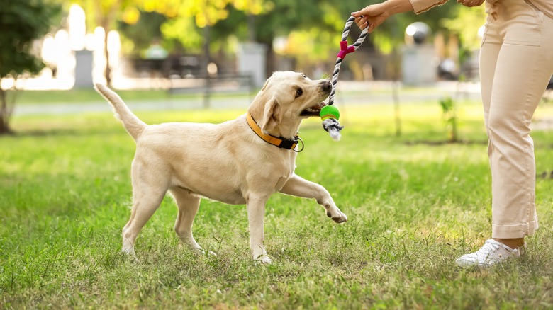 Dog playing on the grass